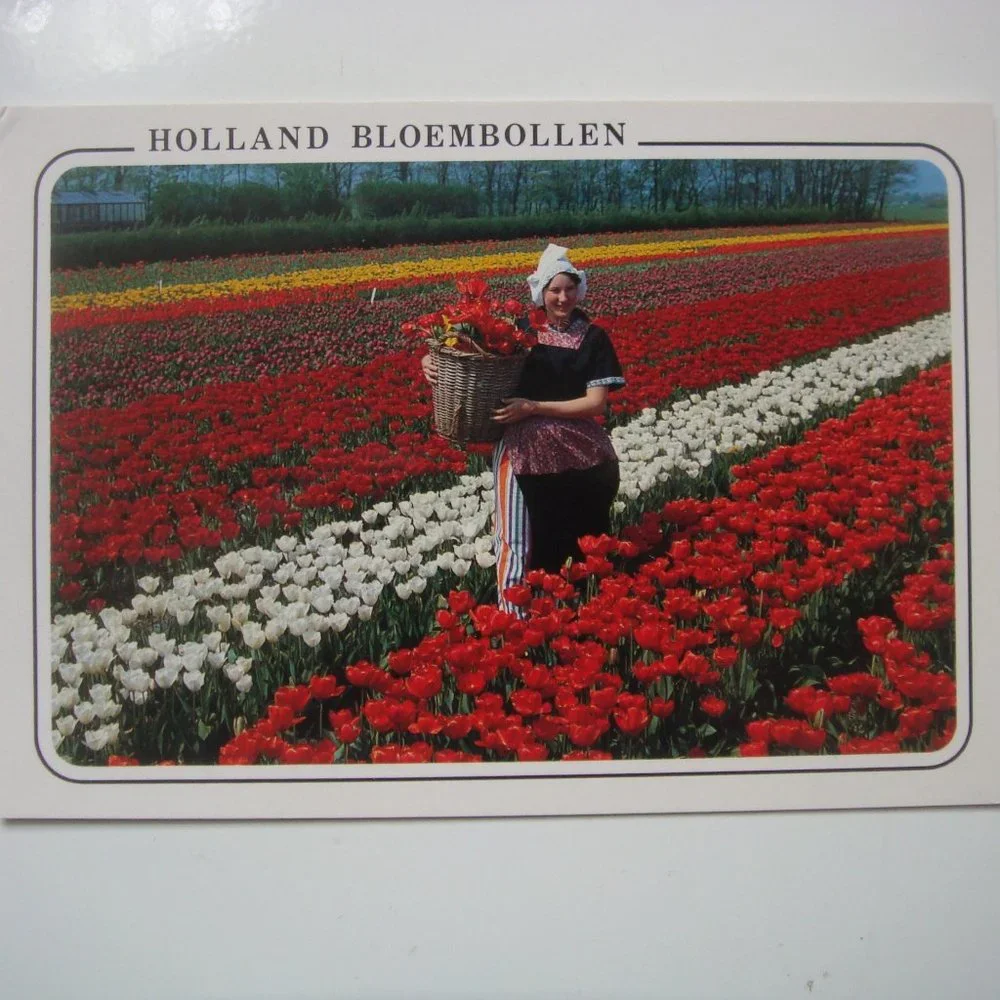Vintage Set of 6 Dutch Tulips Souvenir Postcards